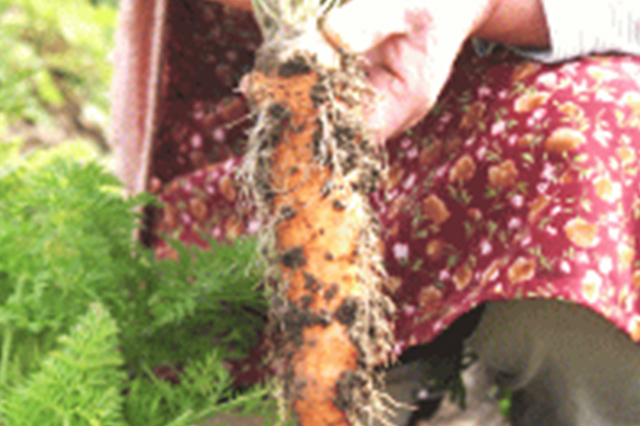 オーレス農法による味の濃い野菜と減農薬栽培